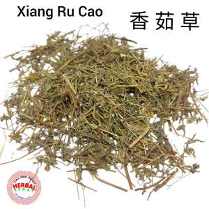 600 Gram Xiang Ru Cao 香茹草 Chinese Mosla Herb