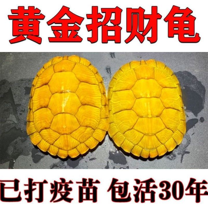 Golden turtle lucky money turtle living couple pet small turtle deep