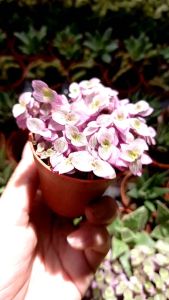 Tradescantia pink lady Callisia Succulents plants