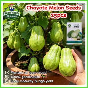 100% Legit High Germination 25pcs High Yield Chayote Seeds for Planting Vegetables Fresh Chayote Melon Seeds Bonsai Chayote Seedlings Balcony Potted Sayote Vegetables Seeds for Gardening Veggie Seeds Sayote Live Plant Indoor and Outdoor Vegetable Planting