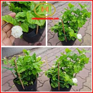 Cây hoa lài ta hoa nhài ướp trà thơm cao 25-30cm đang hoa