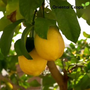 Planting Your Outdoor Lemon Citrus Fruit Garden: A Guide