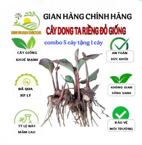 combo 5 cây dong riềng đỏ giống