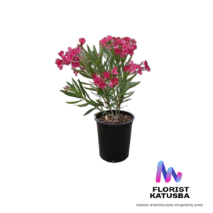 Pohon Nerium Oleander Merah Emas Eksotis untuk Taman