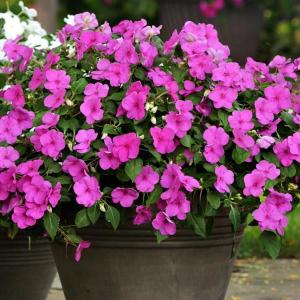 Busy Lizzie Impreza H Violet Flower 15 Seeds Easy Grow Balcony and Beginner Friendly