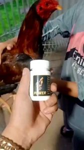 T.HUỐC NUÔI GÀ ĐÁ POWER