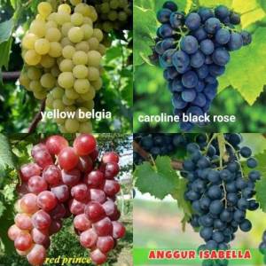 Paket 4 Bibit Anggur Lokal Cepat Berbuah - Bibit Tanaman Anggur Manis