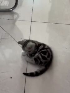 Dụ mèo dính tay cầm hai đầu tương tác vui nhộn mèo chơi đuổi theo đồ chơi tập luyện với núm hút cao su