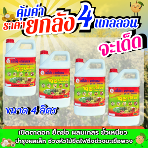 จะเด็ด ยกลัง 4 แกลลอน เปิดตาดอก ยืดช่อ ดึงช่อ ผสมเกสร บำรุงผลเล็กได้เรื่อยๆไปจนถึงเม็ดในเริ่มดำ ปุ๋ยทางใบ ฮอร์โมนพืช