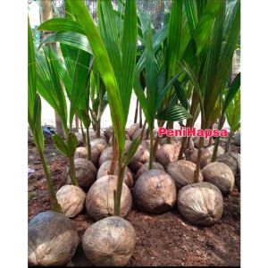Bibit Kelapa Kopyor Asli