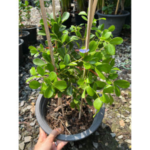 แก้วเจ้าจอม ไม้ทรงพุ่มสวย ดอกสีสวยน่ารักมาก Guaiacum officinale L