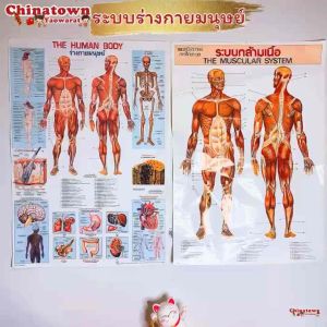 ระบบร่างกาย โปสเตอร์กระดาษ 53*77cm (21*30 นิ้ว) วิทยาศาสตร์ เรียนหมอ พันธุกรรม Anatomy โครงกระดูกมนุษย์ กล้ามเนื้อ