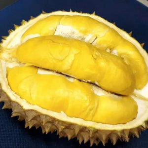 Bibit Durian Siap Berbuah Bawor Tinggi 60 cm Stek Okulasi