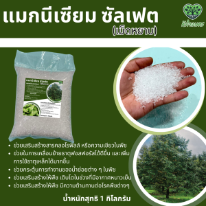 แมกนีเซียมซัลเฟต 1 กิโลกรัม ชนิดเม็ดละเอียดและหยาบ เร่งใบเขียว เข้ม ใหญ่ ดำ สร้างคลอโรฟิลล์ สังเคราะห์อาหารได้มากขึ้น /Magnesium Sulphate 500G/1KG ดีเกลือฝรั่ง