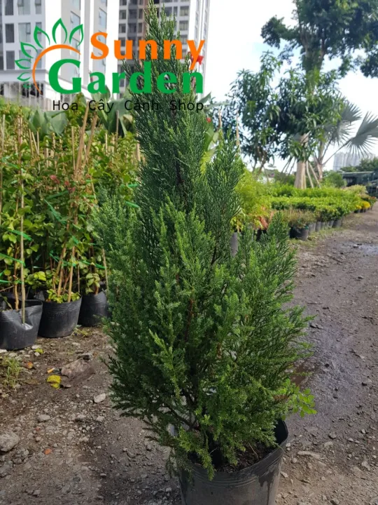 C%C3%A2y%20S%C6%A1n%20T%C3%B9ng,%20C%C3%A2y%20Trang%20Tr%C3%AD%20Gi%C3%A1ng%20Sinh,%20C%C3%A2y%20Th%C3%B4ng%20Noel%20%20Cao%201Met%20-%20Image%206