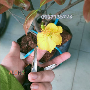 [HCM]cây mai  vàng ( mai giảo trồng từ hạt )