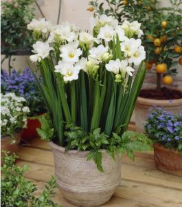 Củ giống hoa lan nam phi hoa màu trắng - 1 củ tặng kèm 1 viên nén sơ dừa ươm củ - VTNT1