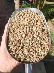 Cordillera Arabica Raw Green Coffee Beans S18 Sorted Clean Benguet Sagada Kalinga Arabica