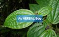 Daun harendong atau senduduk bulu clidemia hirta segar 250 gram. 
