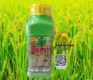 โมเจนซี่ ขนาด 500 ซีซี เคลียร์ทุกโรครา เน่าคอรวง กาบใบแห้ง กาบใบแห้ง ป้องกันก่อนลุกลามไปไกล "เชื้อรากินนาข้าว" ระบาดไวไม่ทันตั้งตัว