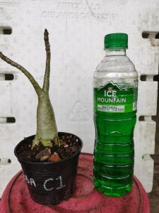 Bunga Kemboja "EBA (Emerald Big Arm)"/Adenium "EBA (Emerald Big Arm)"  Akar Asal/Original Root/原根 1pc