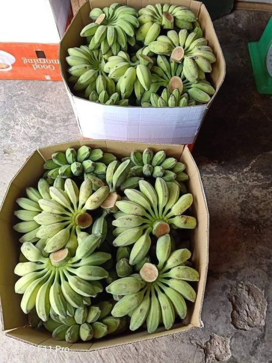 CHU%C3%94%CC%81I%20SA%CC%81P%20NGH%C3%8A%CC%A3%20%20B%E1%BA%BEN%20TRE%202KG%20-%20Image%206