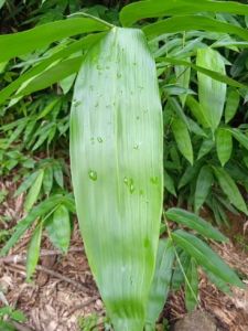 Murah 50 Lembar Daun Bambu Segar / Daun Bungkus Bacang