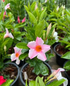 อมรเบิกฟ้า สีชมพูอ่อน สีใหม่สวยแบบทูโทนพาสเทล Mandevilla Vine Rose dipladenia