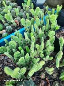 XƯƠNG RỒNG TAI THỎ. Tặng kèm chậu nhựa nhỏ