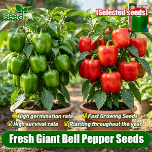 [Selected Seeds] 300pcs/pack Mixed Color Bonsai Bell Pepper Seeds for Planting Vegetables High Yield Bell Pepper Vegetable Seeds F1 Bell Pepper Hybrid Seeds Giant Sweet Bell Pepper Plant Veggie Seed Bell Pepper Seedlings Potted Bell Pepper Live Plant