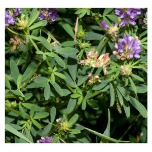 Hạt giống cỏ linh lăng (Alflfa) dành cho gia súc gia cầm 100gr-gieo trồng quanh năm