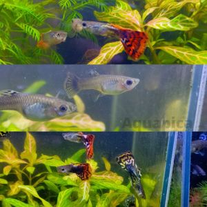 Guppy Rojak (Pair/Sepasang) Random Colour by Aquapica