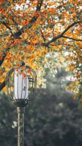 Quạt Gấp Cổ Trang Giành Cho Khiêu Vũ - Trang Trí Đám Cưới