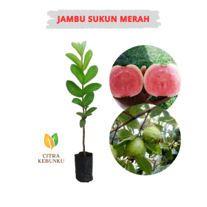 Bibit Jambu Sukun Merah - Jambu Biji Sukun Merah Hampir Tanpa Biji Cepat Berbuah