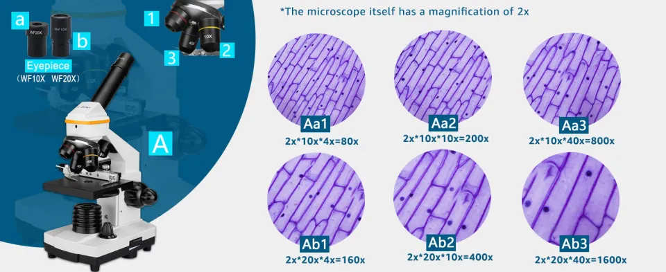 Biologische microscopen - De website van neopta Biologische microscopen - De website van neopta