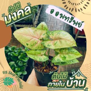 ต้นออมทรัพย์ ในกระถาง ขนาด 3นิ้ว ต้นไม้มงคล ต้นไม้ฟอกอากาศ วางบนโต๊ะทำงานได้ ต้นไม้มงคล ต้นไม้ฟอกอากาศ ต้นไม้ปลูกในบ้า