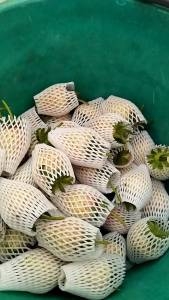 สตรอเบอร์รี่สด🍓🍓พันธุ์80 มีแถมทุกออเดอร์ กล่อง1กิโล /พร้อมส่ง ห่อตาข่ายทุกลูกเสียหายรับเคลม