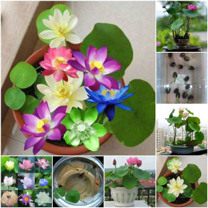 Gói 10 hạt sen mini nhật đủ màu | Tỷ lệ nảy mầm >90%