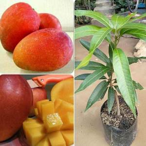 Bibit Tanaman Mangga Yuwen Unggul Super Red