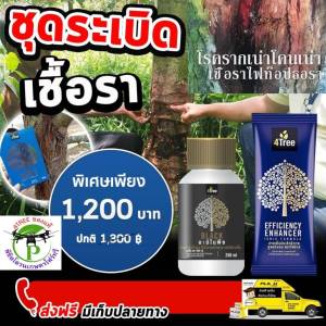 4Treeชองแท้ ชุดพิชิตหัวมัน สารเสริมประสิทธิภาพพืชสูตรอิออน เร่งราก โตเร็ว เขียวนาน เพิ่ม%น้ำยางเพิ่มค่าแป้ง ของแท้100%