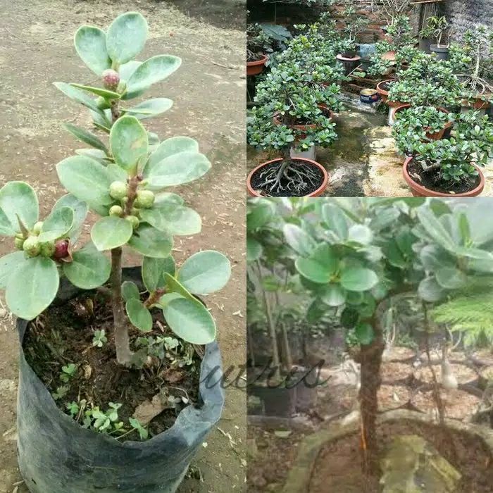 Termurah pohon / tanaman hias bibit beringin korea / tanaman hias bahan bonsai beringin dolar korea