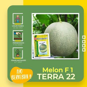 Benih Melon F1 TERRA 22 F1 Tahan Virus. Benih Melon Unggulan. Isi 500-550 butir. Sejahtera Seed (SS)