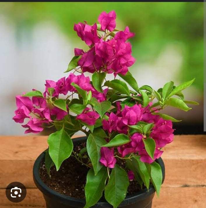 BOUGAINVILLEA PLANT 