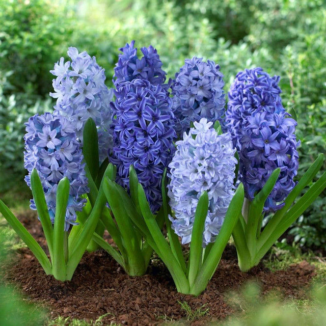 1 หัว ดอกไฮยาซินธ์ (Hyacinth) Bulbs ดอกไม้สื่อถึง ความน่ารักและความบริสุทธิ์ สายพันธุ์ Hyacinth Orientalis Shades of Blue