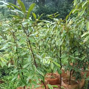 pohon durian montong atau bawor 1.5 meter up