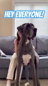 Dog Shock Collar with Remote Control - Shock Collar for Dogs IPX7 Waterproof Dog Training Collar with Beep Vibration Static Correction Flashlight Long-Lasting Battery Safe Training for dogs 10–120 lbs