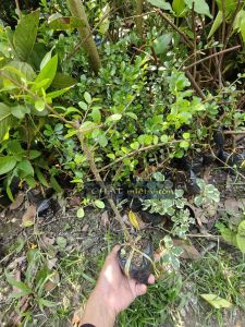 Linh Sam Núi chuẩn giống F1 tuyệt đẹp cây sam núi sam núi linh sam núi