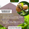 Obat Hama Tanaman Kakao / Obat Semprot Kakao / Obat Fungisida Tanaman Kakao / Obat Buah Kakao / Obat Hama Kakao / Pestisida Tanaman Pohon Kakao. 