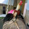 TELUR AYAM BANGKOK BIRMA ORI UNTUK DI TETASKAN. 