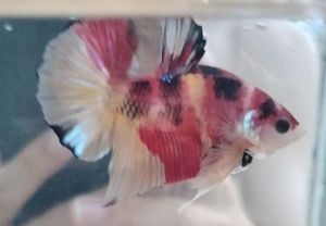 Candy Marble Betta for Aquarium Decoration